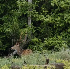 Chital-14