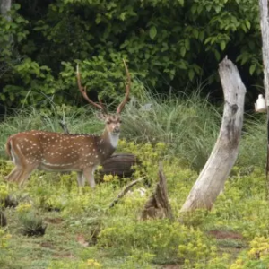 Chital-15