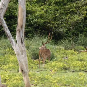 Chital-16