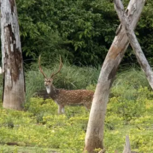 Chital-17