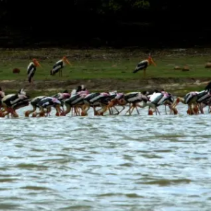 Painted stork-21