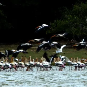 Painted stork-23